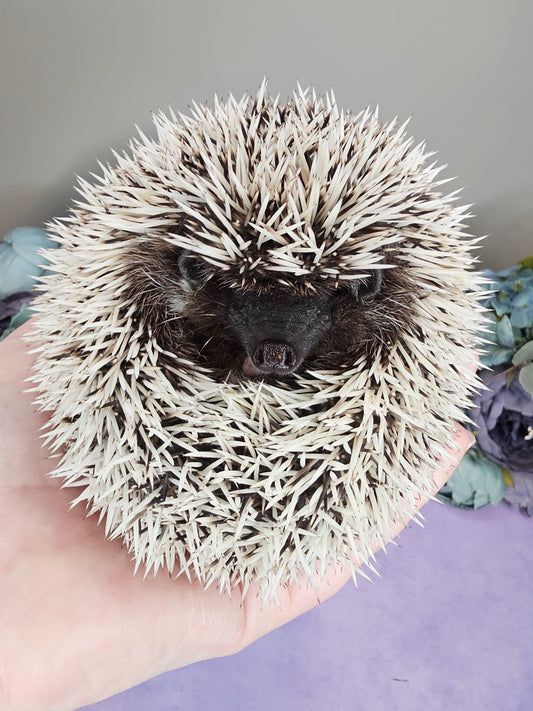 shows a dark furred hedgehog with white quills being held against a backdrop of artifical flowers