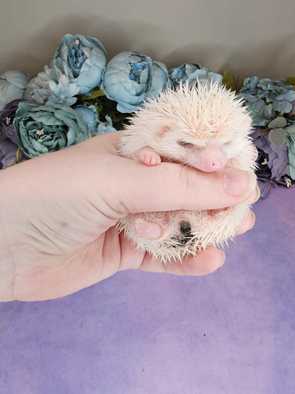 shows a white furred hedgehog with white quills against a backdrop of artifical flowers