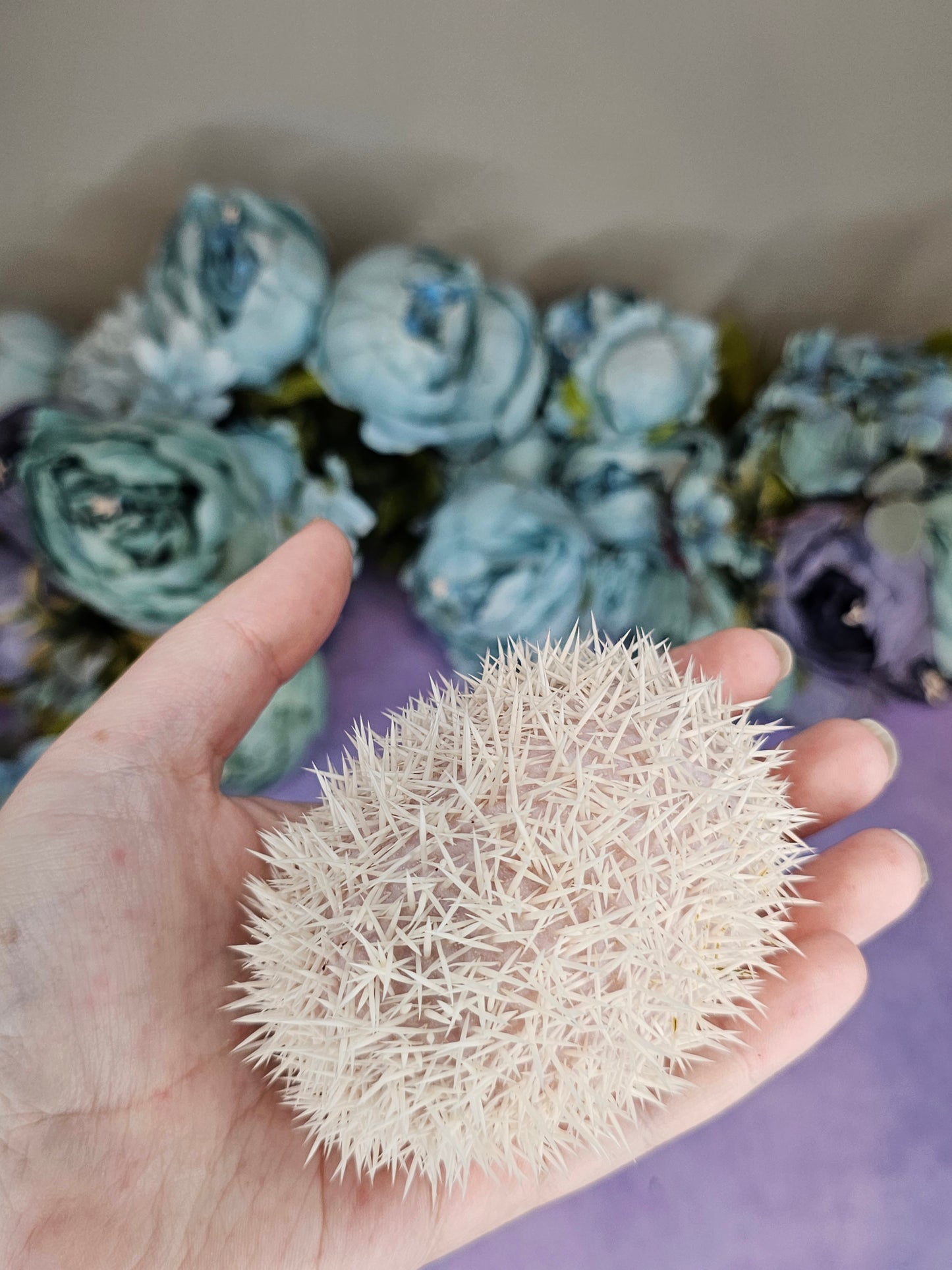 shows a white furred hedgehog with white quills being held face down to show their quills against a backdrop of artifical flowers
