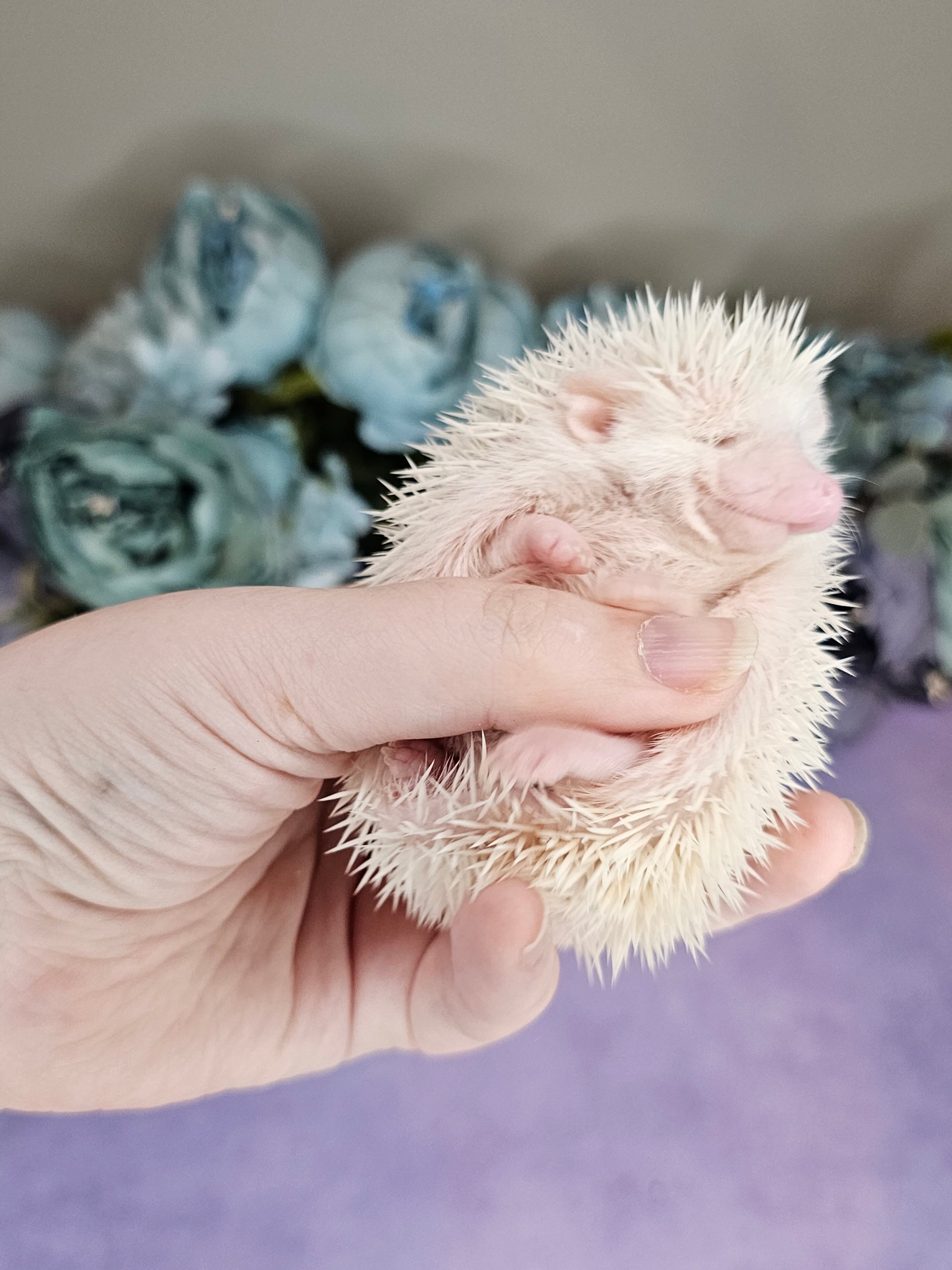 shows a white furred hedgehog with white quills against a backdrop of artifical flowers